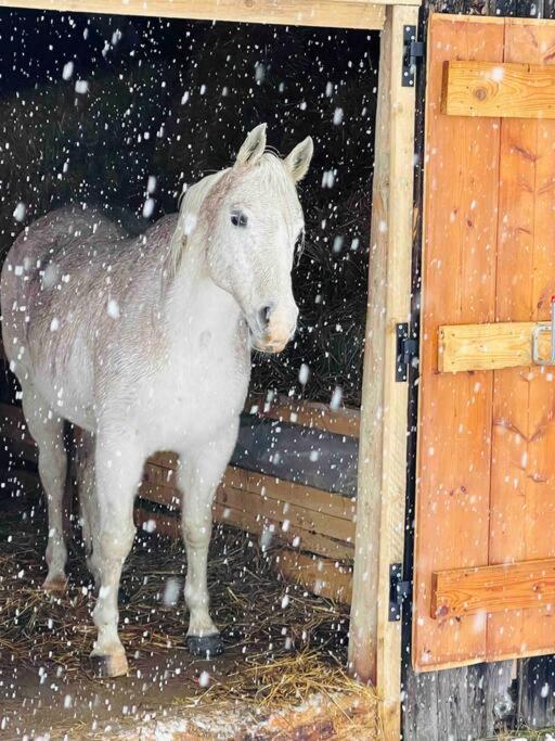 Le Chalet De Bemont Villa Samoëns Dış mekan fotoğraf